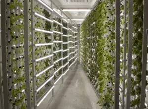 Vertical hydroponic farm