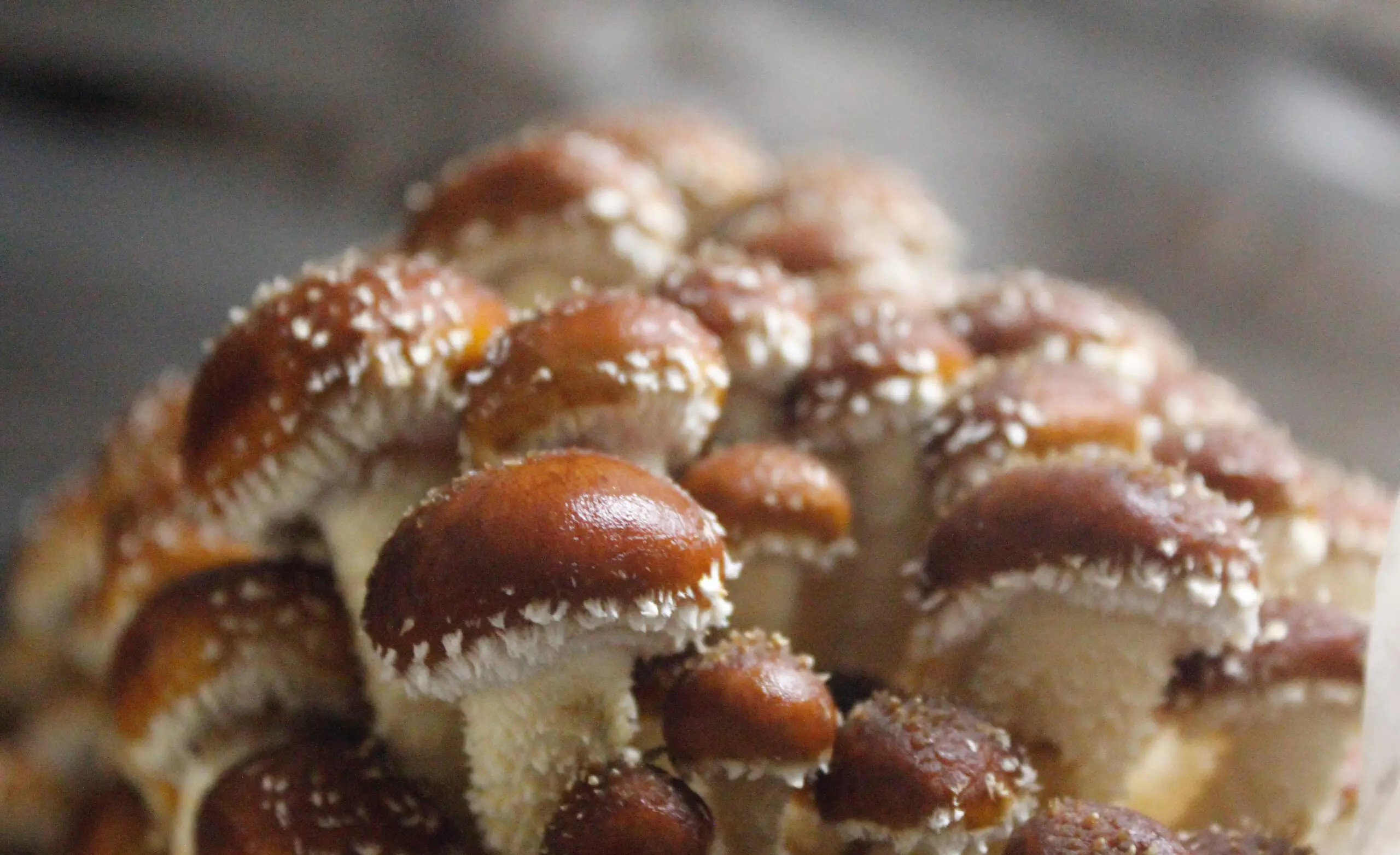 Evolving Labor Trends Turn Mushroom Farming into Viable and Profitable Option​