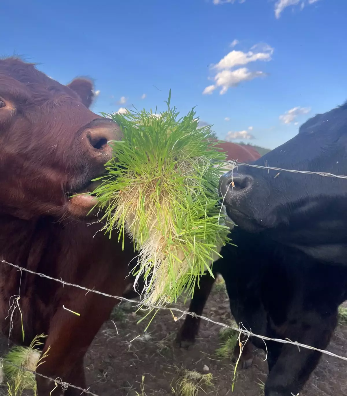 Feeding Your Animals With Hydroponic Fodder