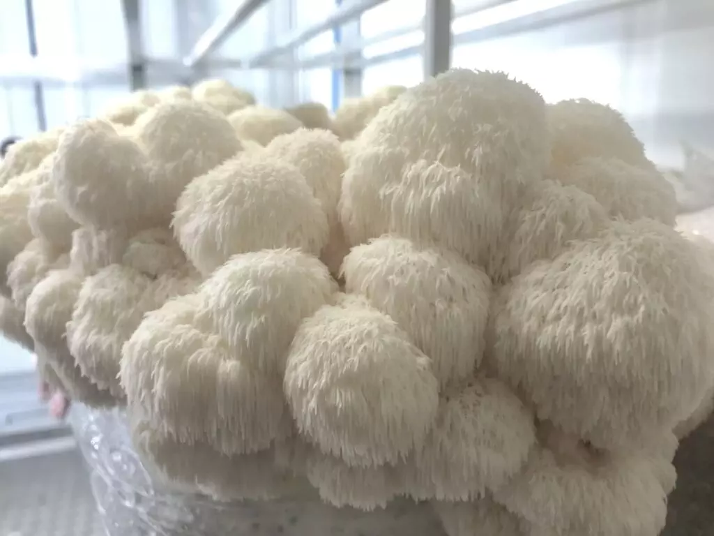 Fun Recipes to Try With Lion's Mane Mushrooms