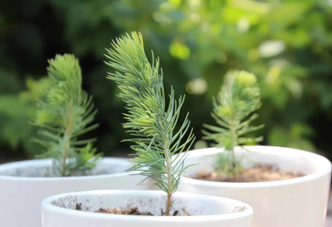 Growing the Trees Needed for Reforestation Efforts