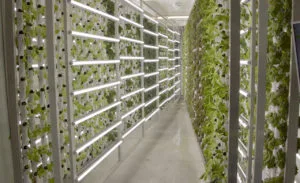 Projected Water Scarcity - FarmBox Foods